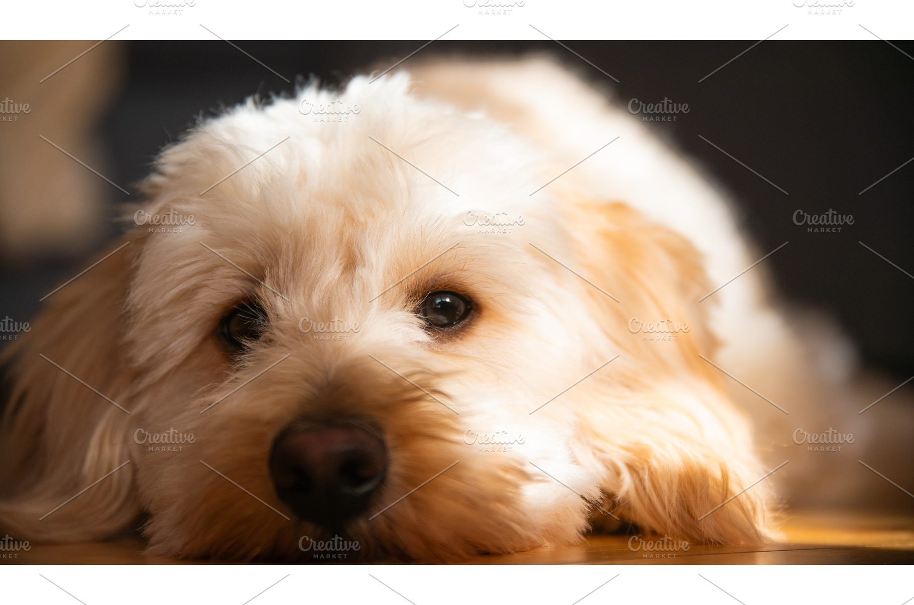 Extreme Close Up of a Maltipoo Puppy, an Animal Photo by MadPhotos