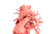 Human heart animated v3, a Characters & Person 3D Model by konstantin.ermolaev (Thumbnail 3 of 8)