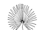 Palm Leaves svg, Botanical png, a Decorative Illustration by Watercolor_Vector Graphic (Thumbnail 20 of 25)