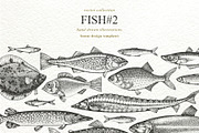 Fish#2 Vector Collection, a Food Illustration by Lubov Illustrations Shop (Thumbnail 1 of 12)