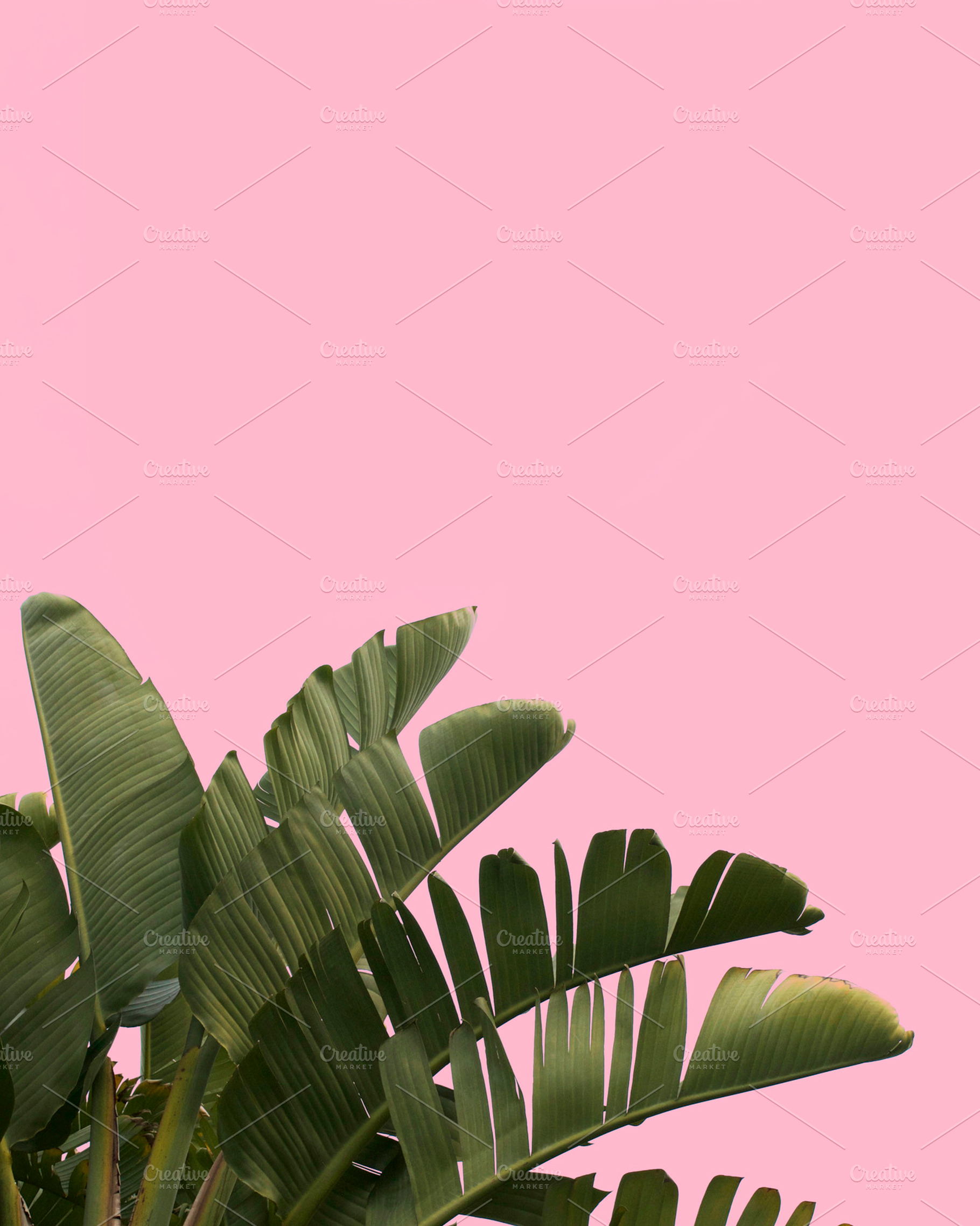 Tropical Palm Tree Pink Background, a Nature Photo by Dee Andreoli Photography