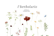 l'Herbolario - Wild Floral Graphics, an Illustration by studioequinox (Thumbnail 3 of 14)