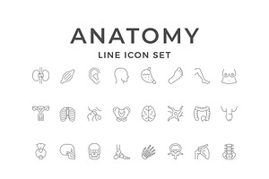 Set line icons of human anatomy, an Outline Icon by motorama