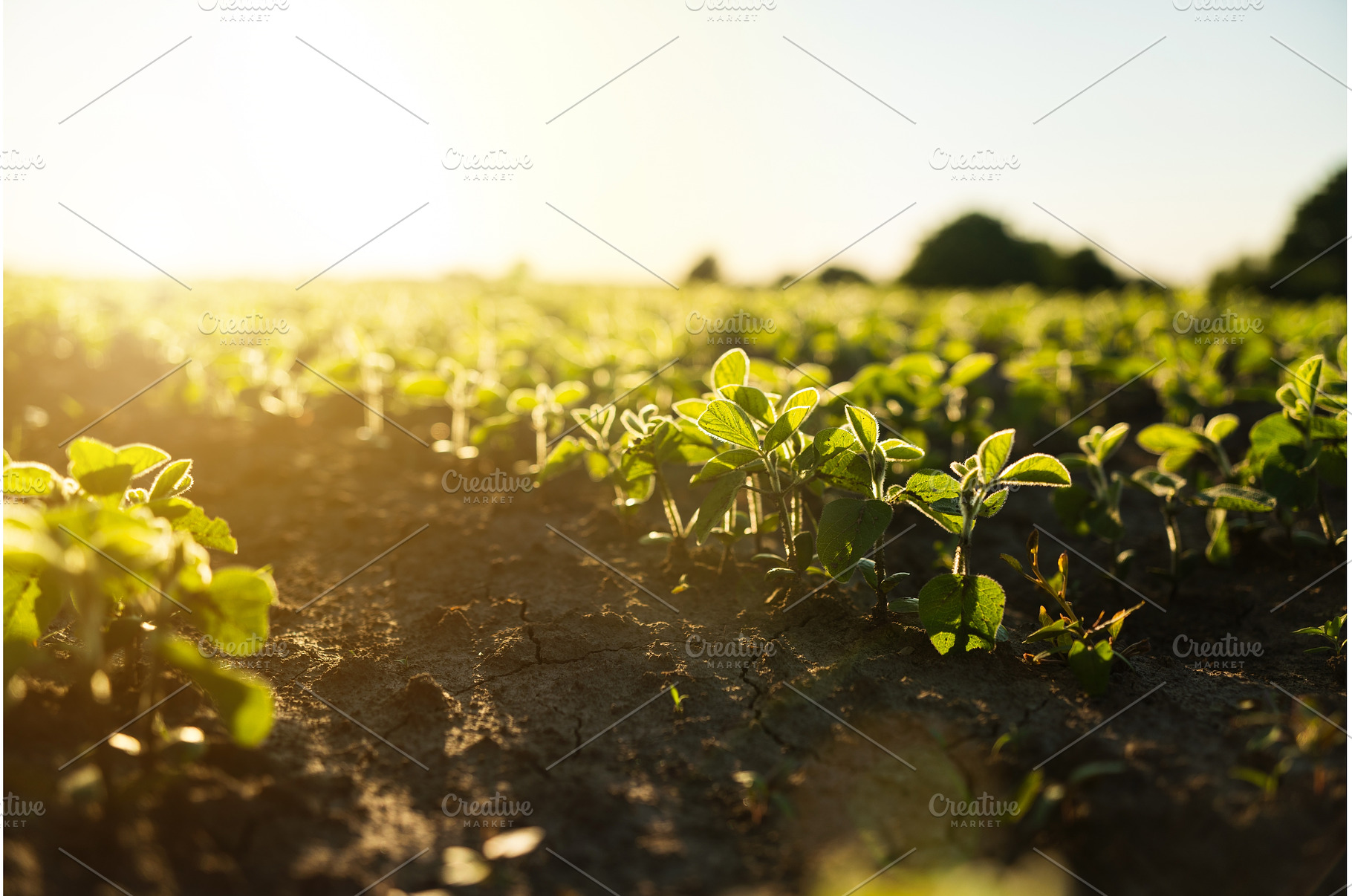 Young soybean plants glowing in, a Nature Photo by volodymyrshtun13795