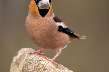 Grosbeak perched on its perch with out of focus backgrounds, an Animal Photo by Nat