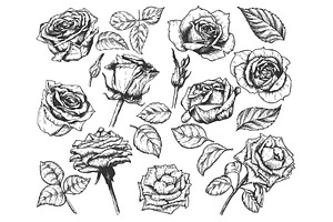 Vintage Roses Vector Etching