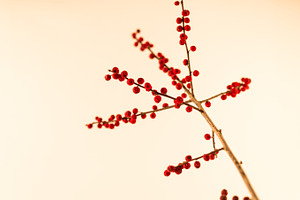 Holly Isolated Tree with Red Fruits