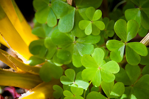 Clover, a Nature Photo by THP Creative