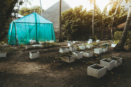 Greenhouse and potted cultivation, a Nature Photo by SkyNext