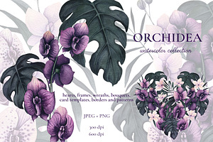 Orchidea