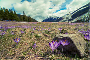 Dolina Chocholowska with blossoming, a Nature Photo by Nature and travel