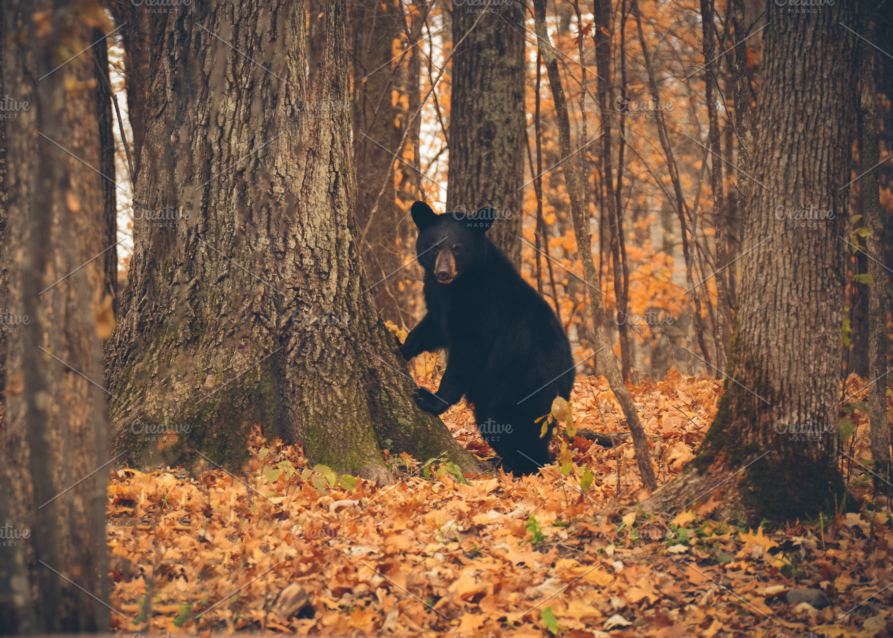 Black Bear Leaning on a Tree, an Animal Photo by Vanilla Extinction