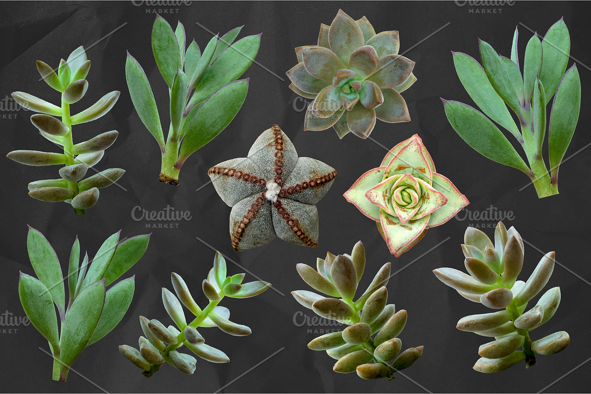 Succulents - Real Botanic Specimens, an Object Graphic by Turning Moss (Photo 4 of 12)
