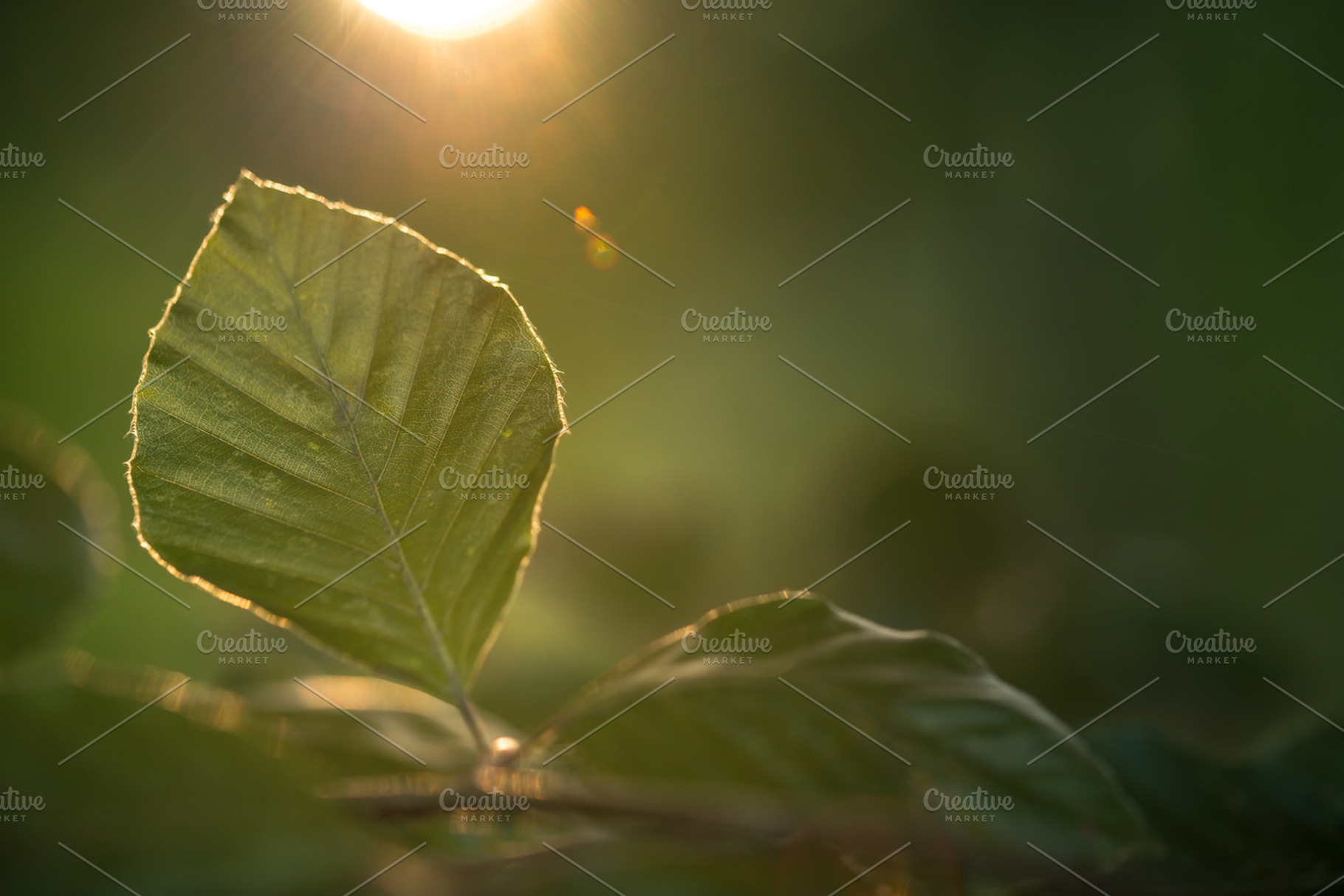 Leaf and light featuring leaf forest light, sun, and autumn, a Nature Photo by Screeny's Photo Bucket