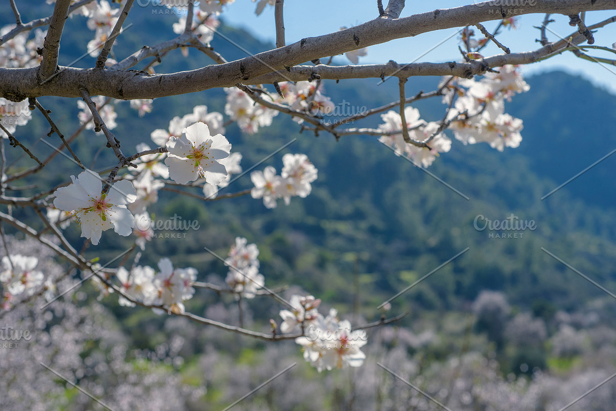 Blossoming almond trees, a Nature Photo by Fruits+Veggies (Photo 14 of 17)
