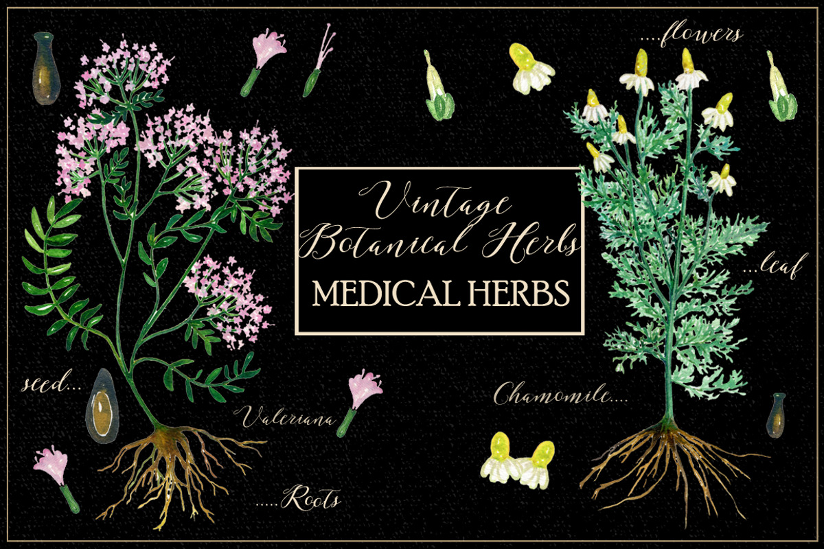 Vintage botanical medical plants, a Healthcare Illustration by LABFcreations (Photo 6 of 6)