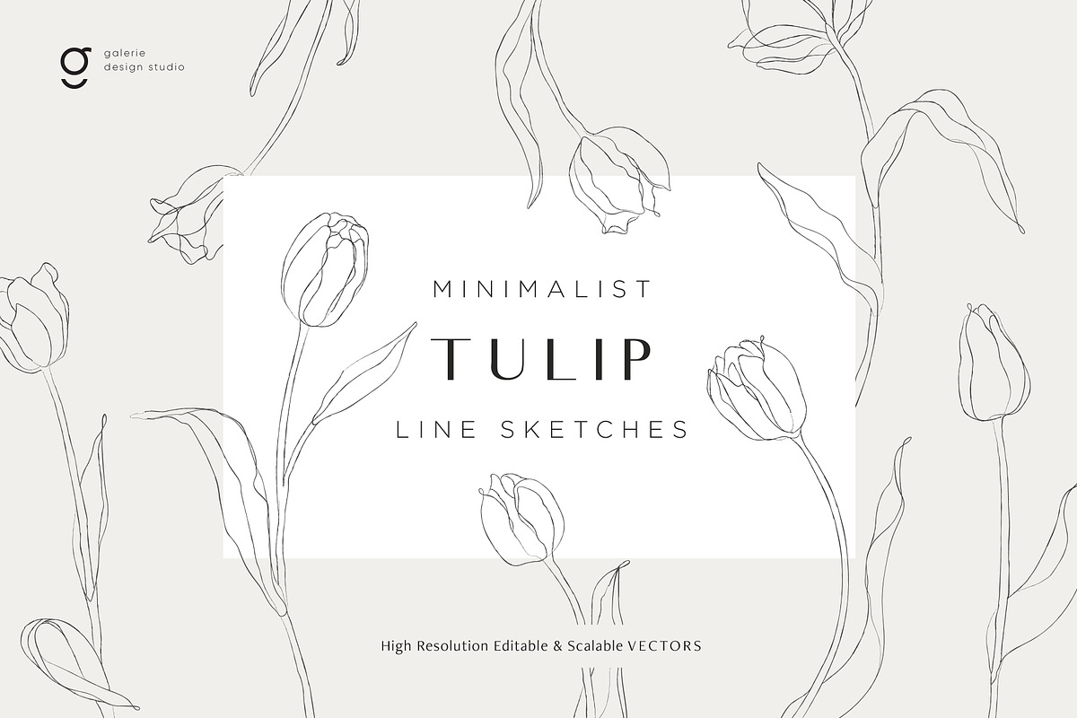 Minimalist Tulip Line Sketches, a Decorative Illustration by Galerie Design Studio (Photo 1 of 7)