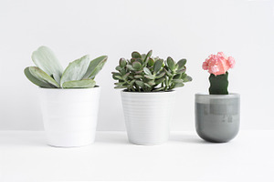 Styled Image, Three Succulent