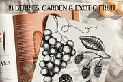 BUNDLE - Fruit & Berries Collection, a Food Illustration by Yevheniia (Thumbnail 2 of 9)
