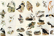 300+ The Birds of Australia, an Animal Illustration by Digital Museum (Thumbnail 14 of 15)