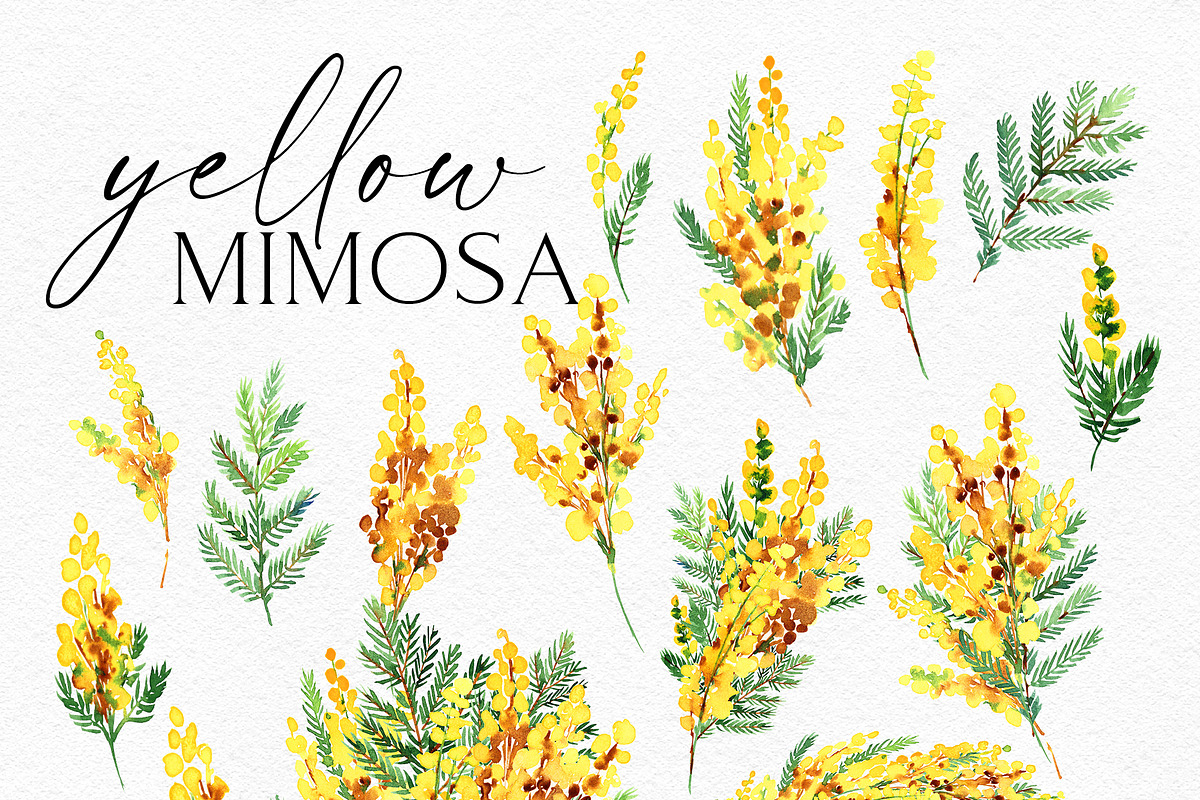 Yellow Mimosa Sunshine, an Illustration by Olga Koelsch (Photo 6 of 7)