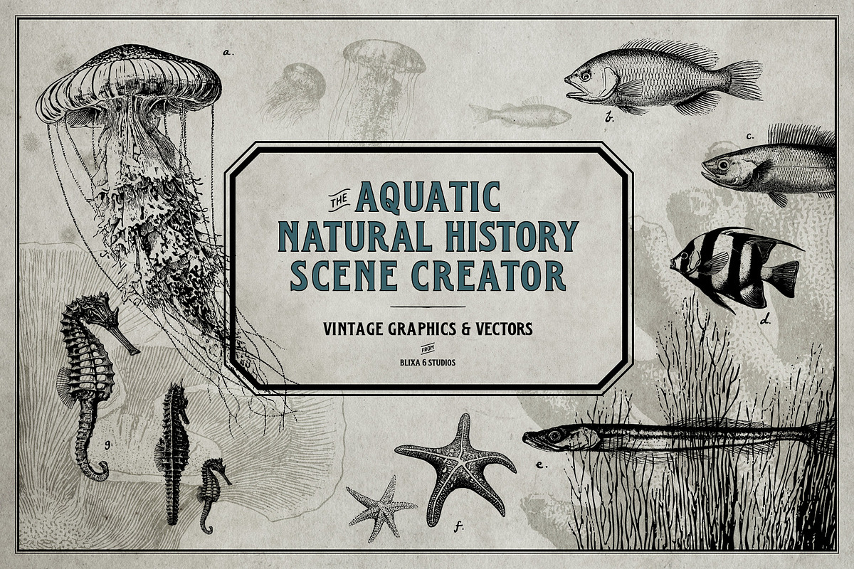 Aquatic Natural History Collection, an Object Graphic by Blixa 6 Studios (Photo 1 of 24)