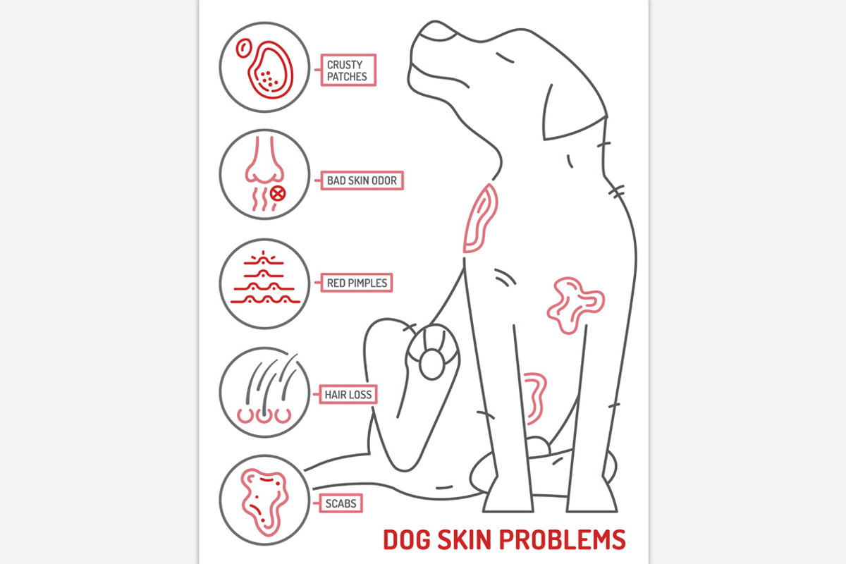 Dog skin problems infographic., an Animal Illustration by Anna's Shop