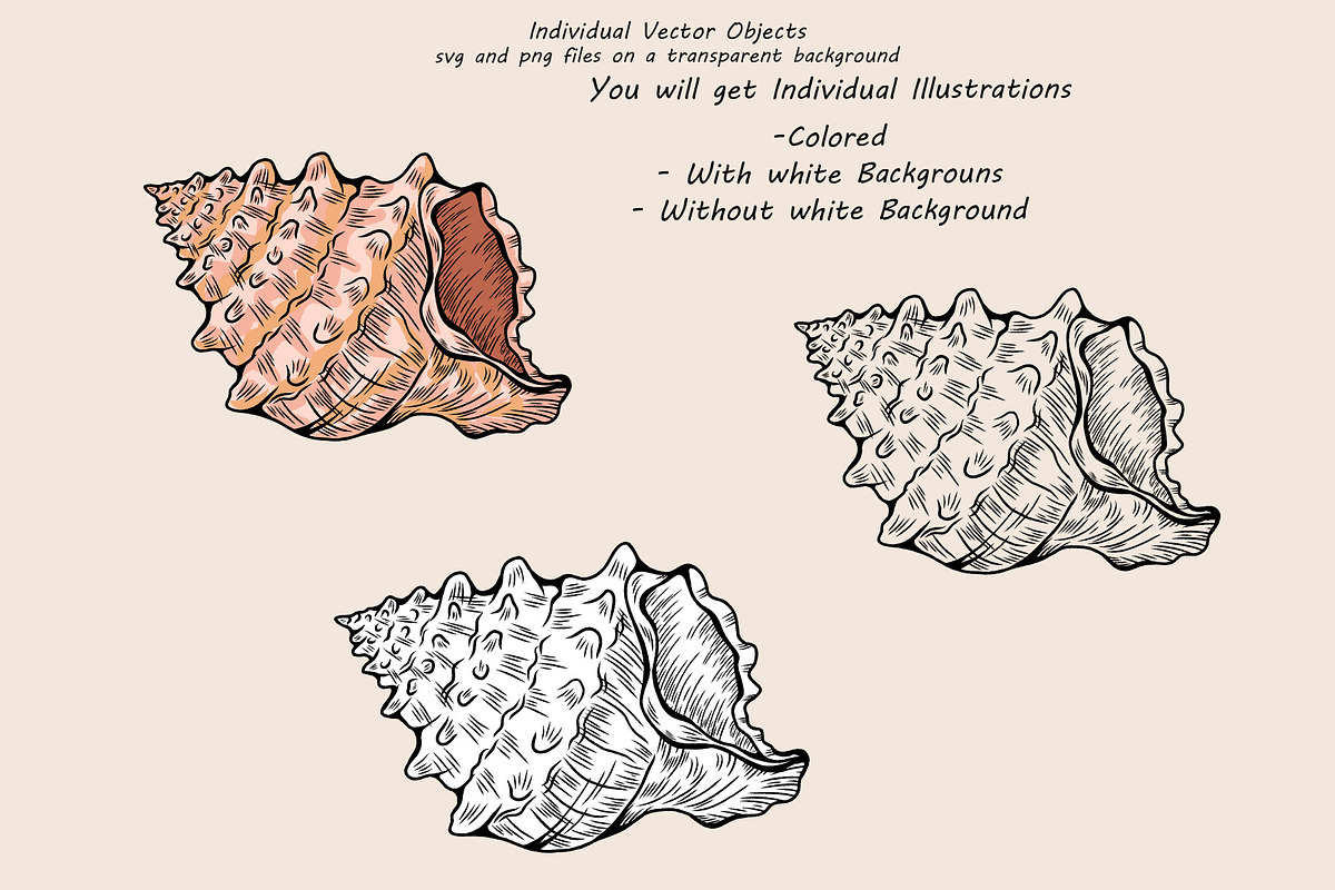 Seashell Vector Hand-drawn Clipart, an Object Graphic by BarvArt (Photo 5 of 6)