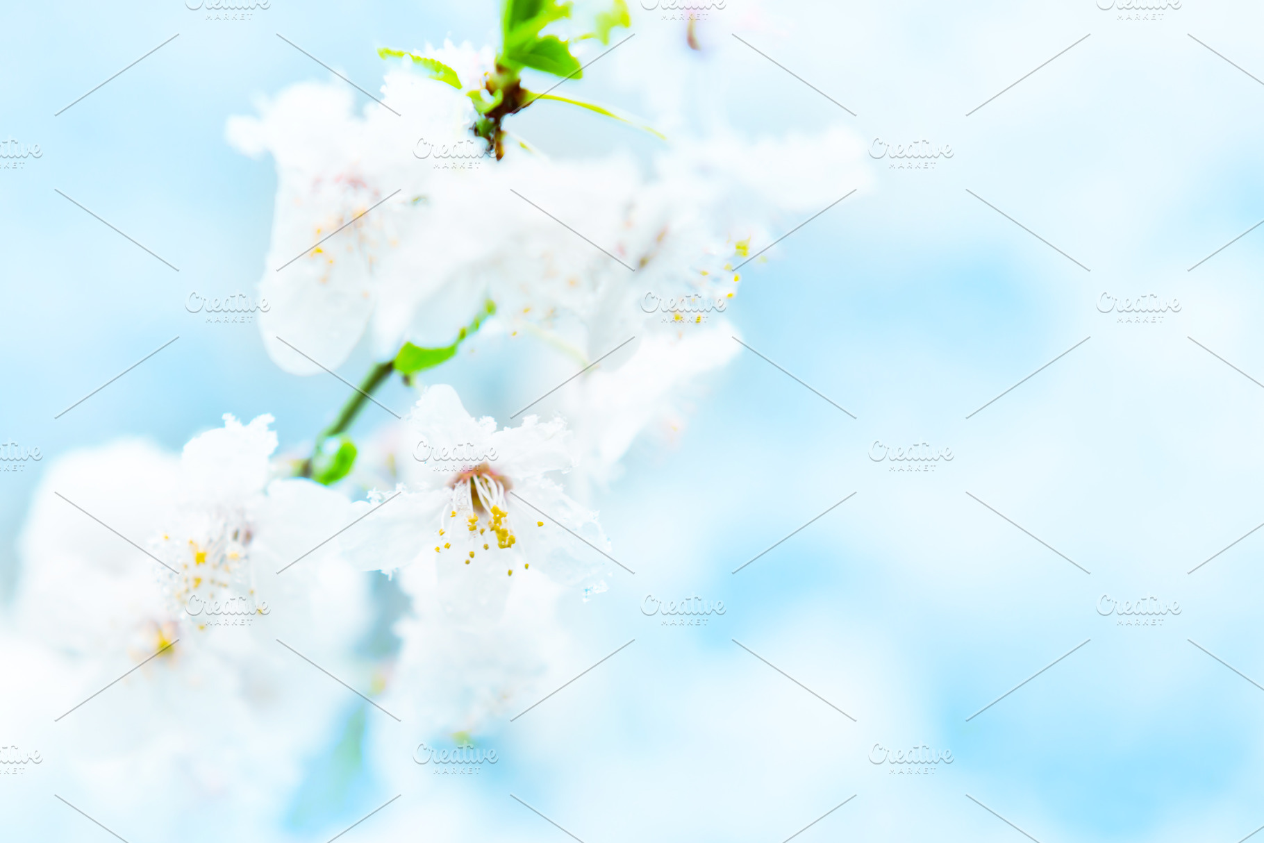 White flowers of branch cherry tree, a Nature Photo by Vapi