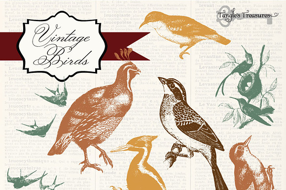 Vintage Birds Clipart & Photoshop preview 5
