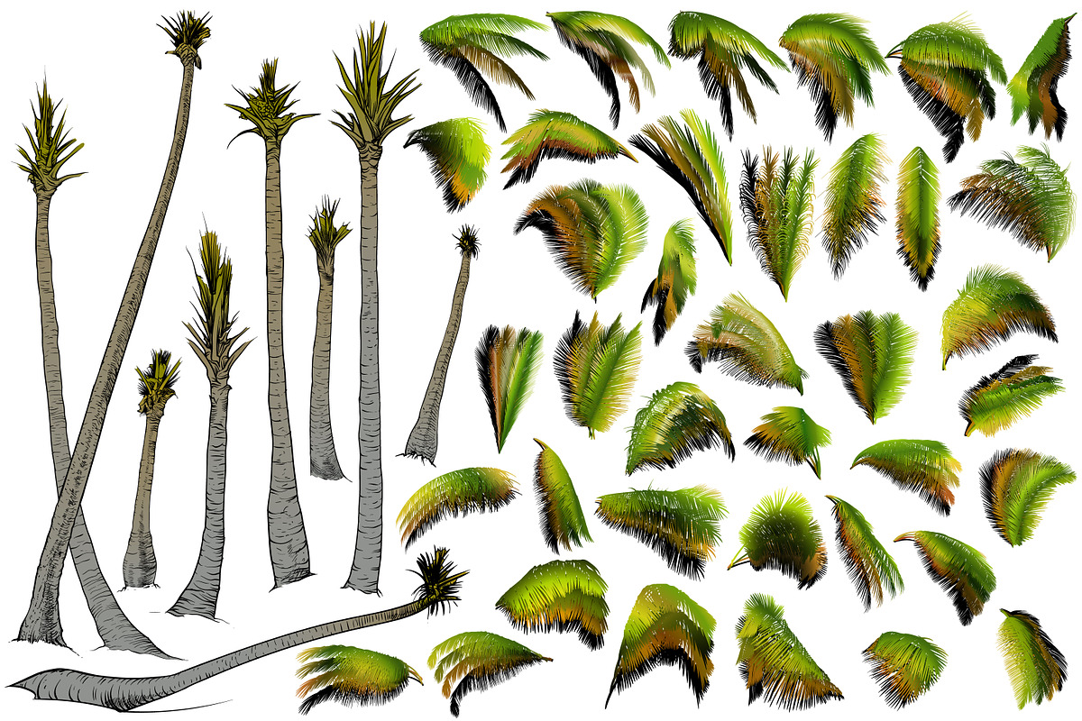 Palm tree collection (Vector), an Object Graphic by ArtOwl (Photo 5 of 10)
