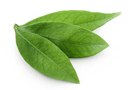 Green lychee leaf isolated on a, a Nature Photo by NataPhoto
