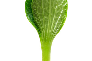 Green sprout, a Photo by saiko3p