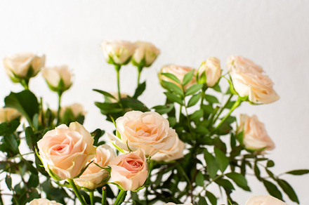 A bouquet of delicate cream roses, a Nature Photo by Pandateam