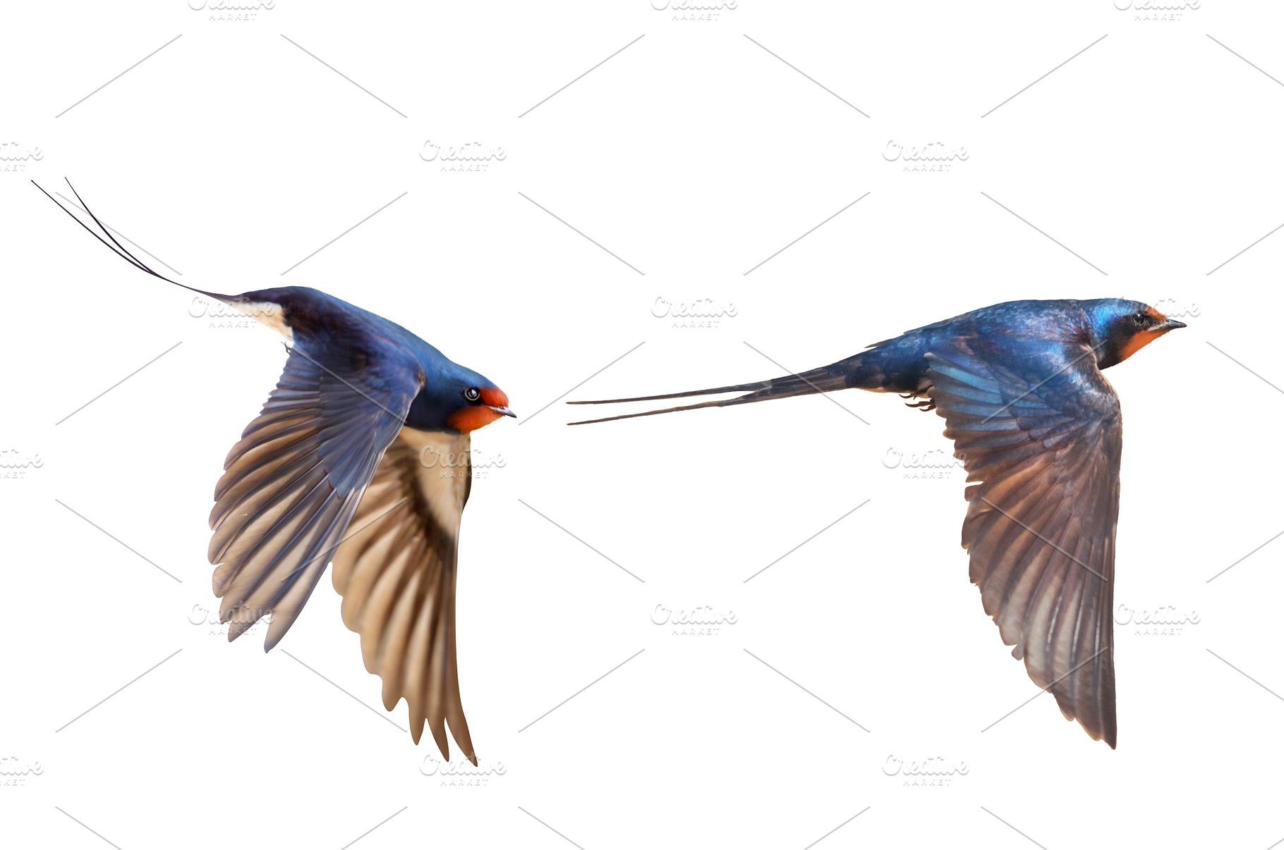 Composite of elegant swallows in, a Nature Photo by Pakosta