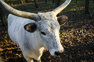 White bull with large curved horns standing in a wooded area, li, an Animal Photo by Ales Munt