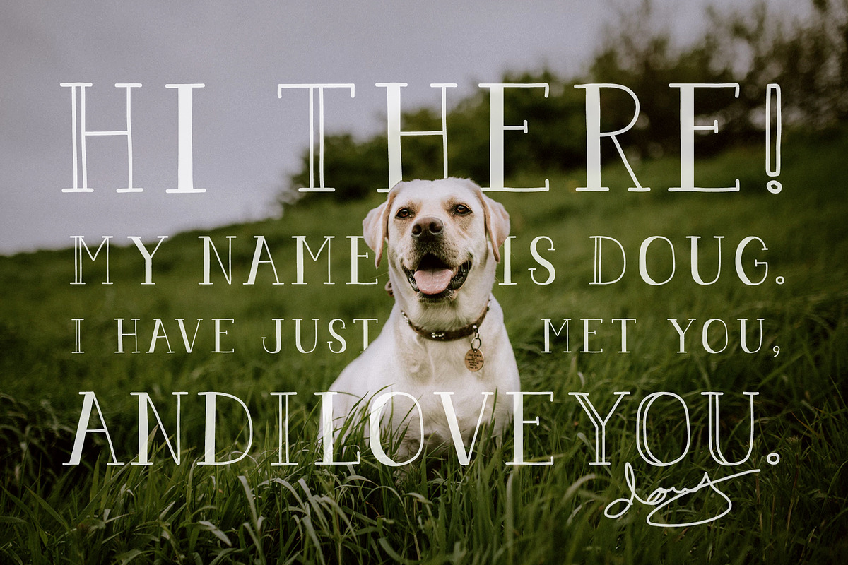 Pigeon Scout Font Collection preview 6