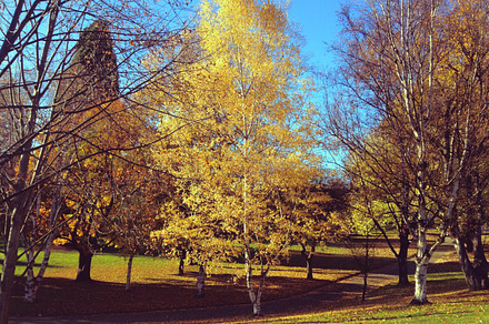 White poplar trees in spring preview 6