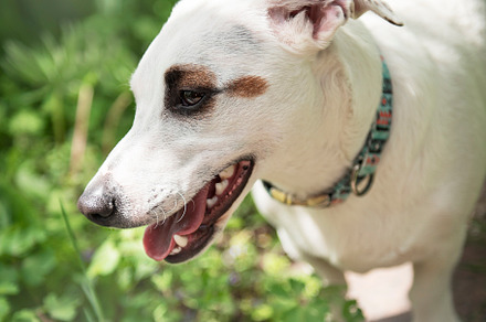 White dog breed Jack Russell Terrier, an Animal Photo by Olena Rudo