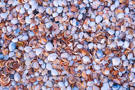 Seashells as a background, a Background Photo by Landscape and travel