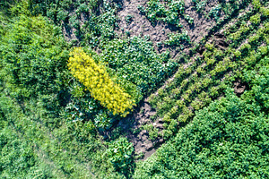 Plants of potato, zucchini, cucumbers and dill in a field in Kursk, a Nature Photo by Leonid Andronov
