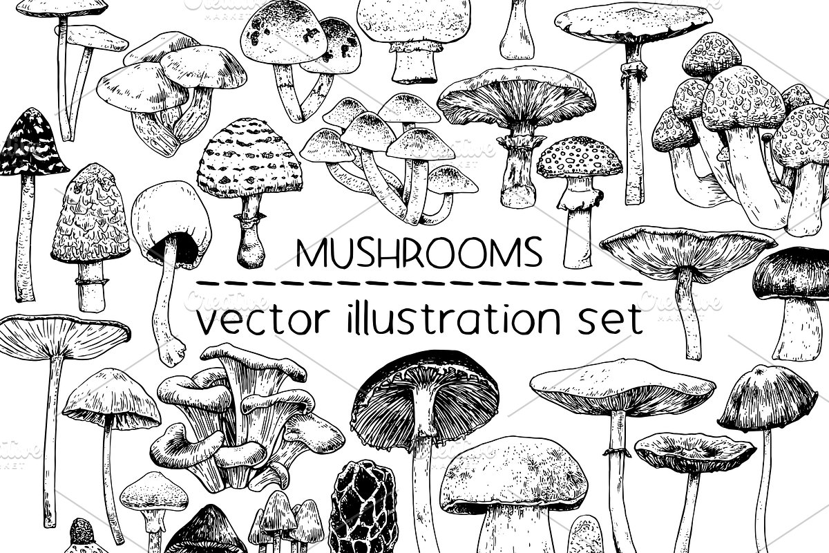 Mushrooms - vector illustration set, a Food Illustration by Renée from Studio neetje (Photo 1 of 6)
