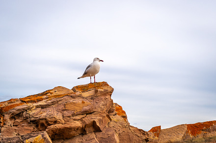 Close-up of a seagull on a rock at Stokes Bay Beach, Australia