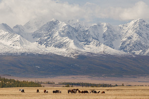 Landscape with horses in mountain