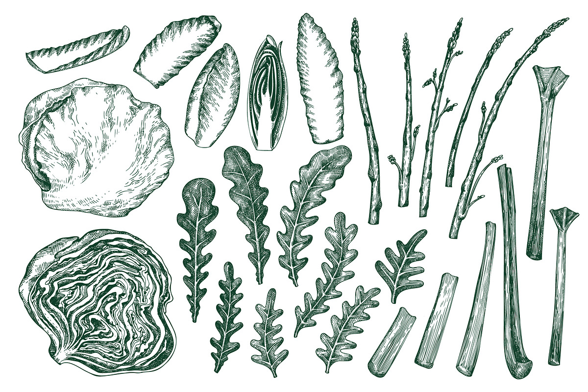 Green Salad Vector Collection, a Food Illustration by Lubov Illustrations Shop (Photo 3 of 7)