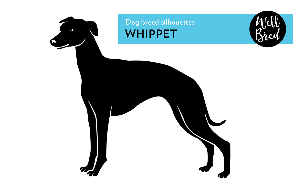 Whippet Vector Silhouette, an Illustration by Jon Hall Design