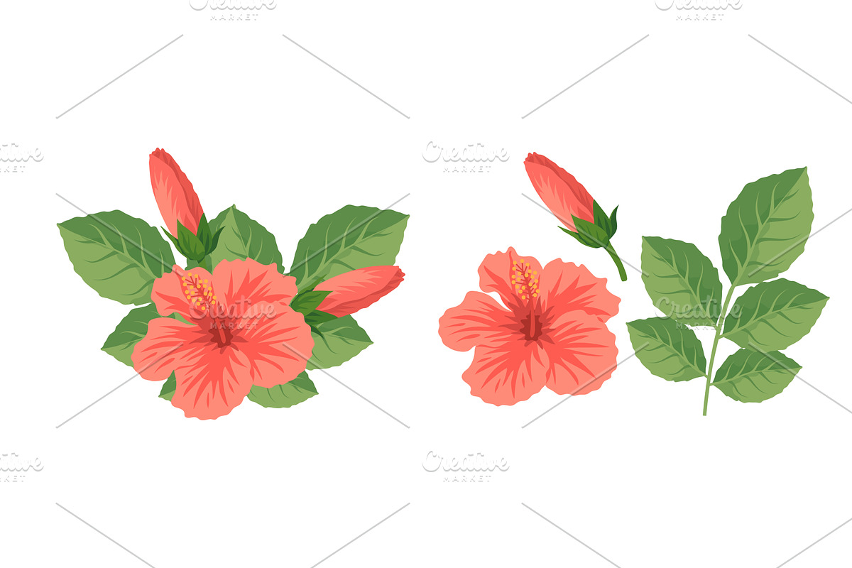 Tropical Hibiscus Flowers and Leaves, an Object Illustration by Liudmyla Matviiets