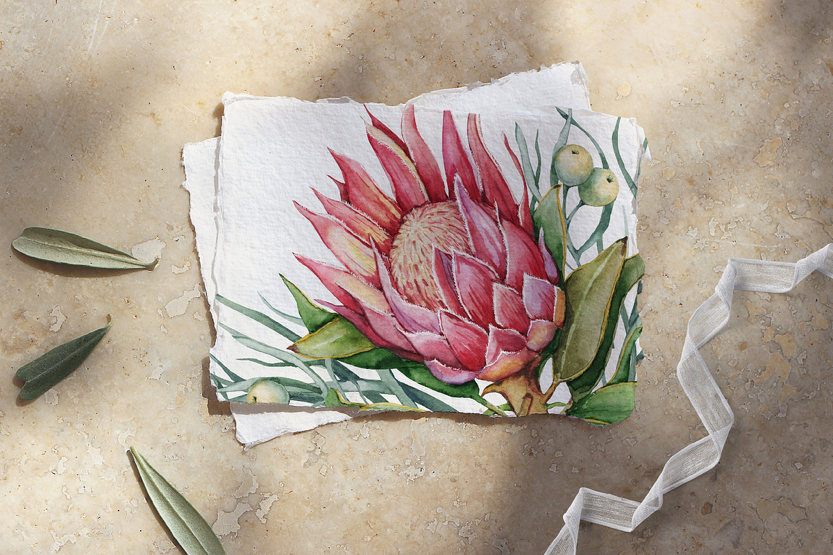 Watercolor protea flower set, an Illustration by Artmanata (Photo 14 of 18)