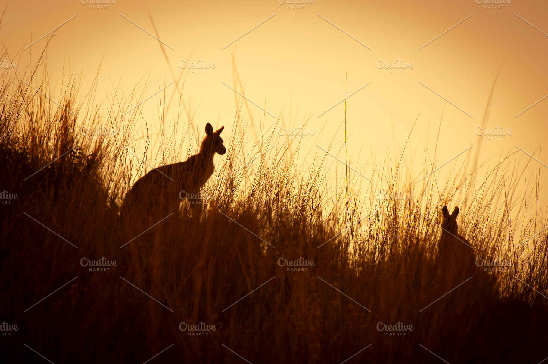 Australia Kangaroo Silhouette Sunset, a Photo by THP Creative