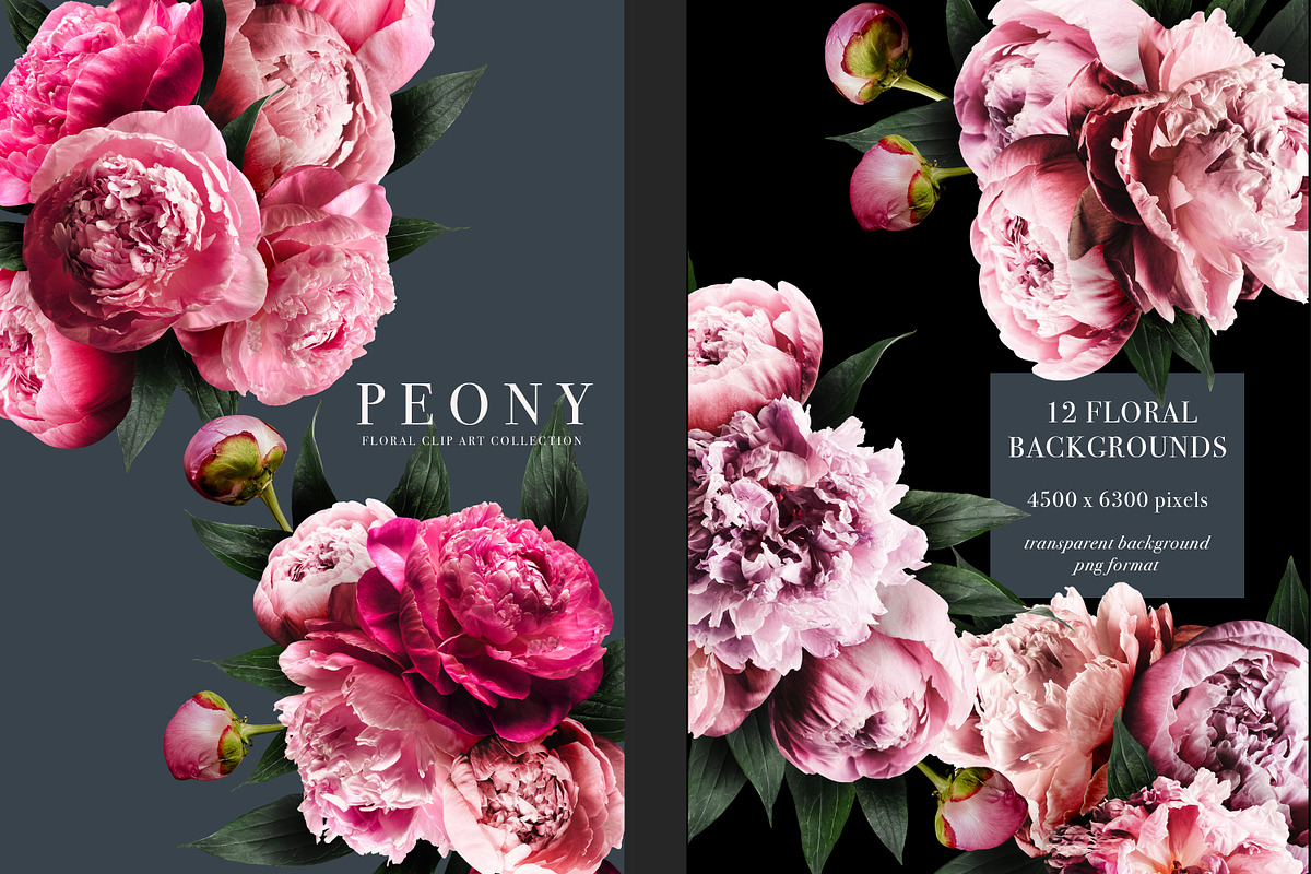 Peony Floral Clip Art, an Object Graphic by Eclectic Anthology (Photo 4 of 17)